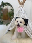 진심어린펫살롱