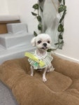 진심어린펫살롱