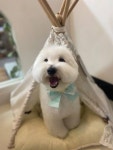 진심어린펫살롱