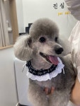 진심어린펫살롱