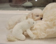 탑클래스펫 판교점