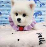 체인지펫미용