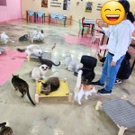 고양이살롱앤카페