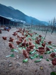 산골축산계란유통왕도매
