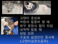 금나래동물병원