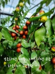 하은이네 고은농원