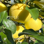 청송사과 애플하이