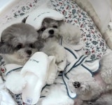 베베하우스켄넬