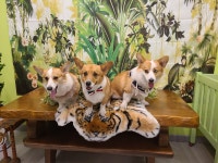 개떼놀이터 남양주 애견운동장 강아지놀이터 펫 반려견