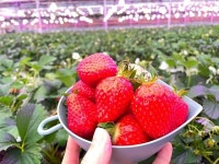 수향딸기체험농원