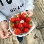 수향딸기체험농원