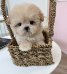 마마스미독 강아지분양 김해점