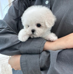 마마스미독 강아지분양 김해점