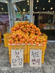 시온청과