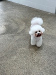 마이뷰티독 강남점