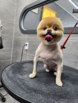 펫퍼스트하우스