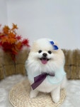 마이뷰티독 강남점