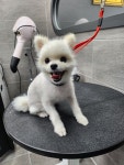 펫퍼스트하우스