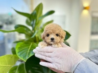 강아지분양 애견입양 아이러브독 천안점