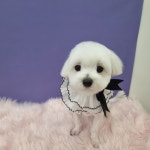 하이몽애견미용실