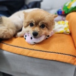 까미랑몽이