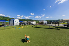 가평 도그랜드 애견 글림핑 카라반