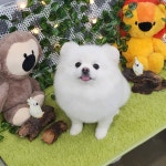 멍멍펫살롱