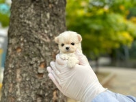 강아지분양 애견입양 아이러브독 천안점