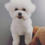 리츠펫 애견유치원 호텔 이시아폴리스