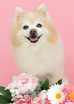 사진관임