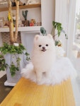 공언니펫살롱