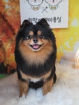 희망애견미용실