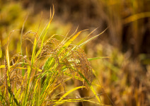 경주교촌도가 영농조합법인