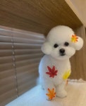 누리개