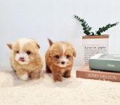 켄넬203 말티푸분양, 미니비숑분양