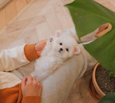 오독 강아지 안심분양센터 부산점