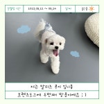 프렌즈도그 호텔 광주 서구점