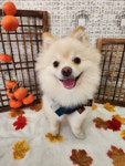 부산애견호텔 강아지유치원 댕댕가르텐 광안본점