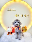파파펫살롱