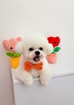 the예쁘개