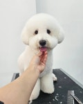 올 도그 그루밍