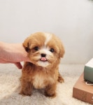 켄넬203 말티푸분양, 미니비숑분양