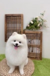 모든애견미용실