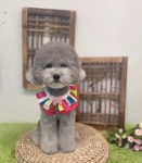 모든애견미용실