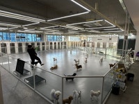 왈왈 애견유치원&호텔