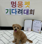멍뭉펫 유치원