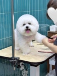 달퐁