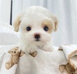 아기강아지