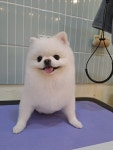 로히펫살롱