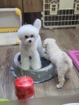 윤퍼피살롱